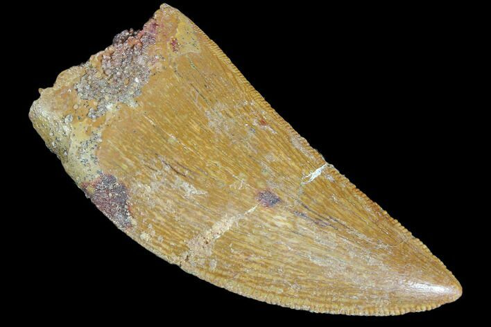 Serrated, Juvenile Carcharodontosaurus Tooth #84388